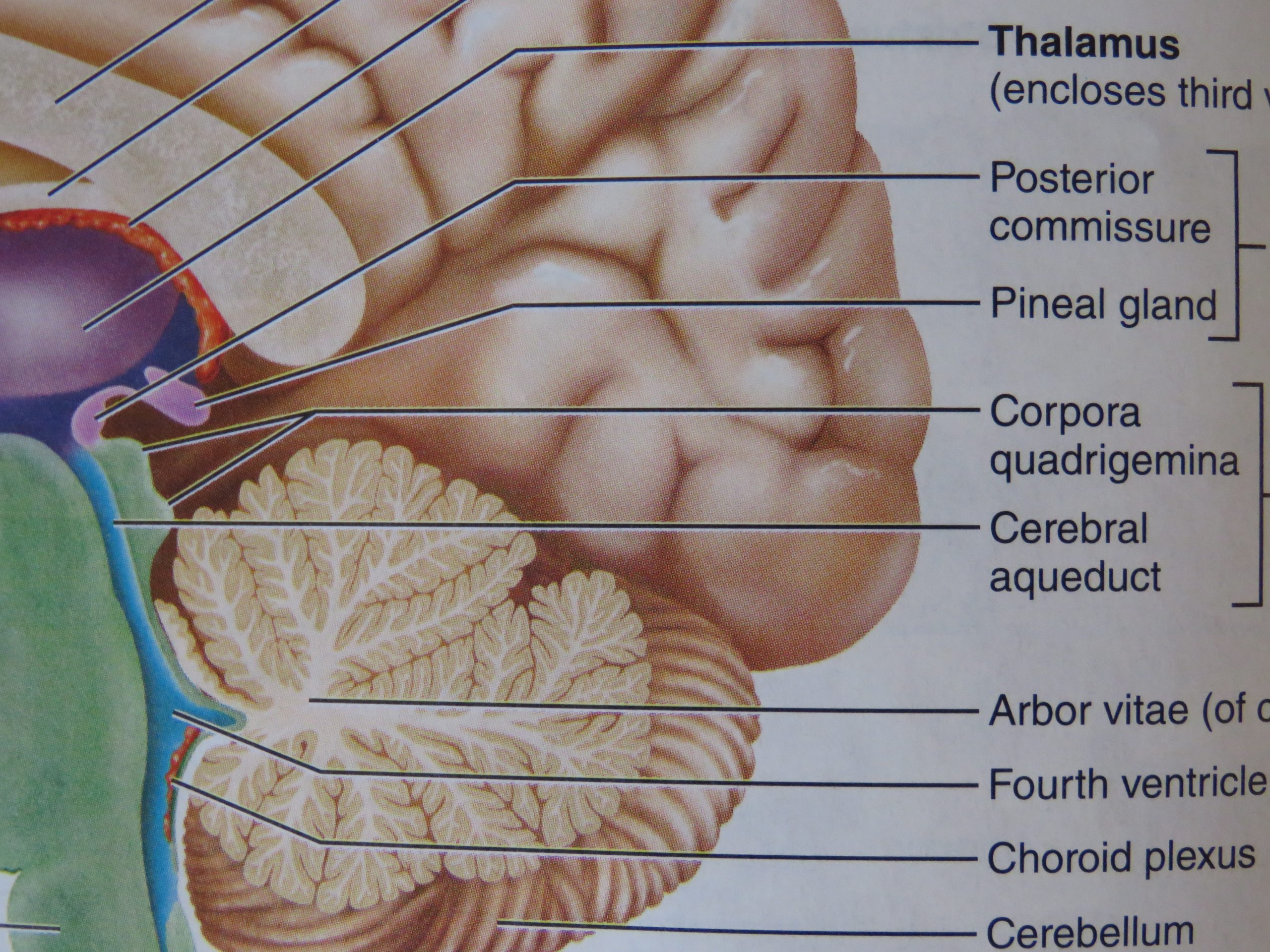 Jesus, Biblical Proof of Pineal Gland